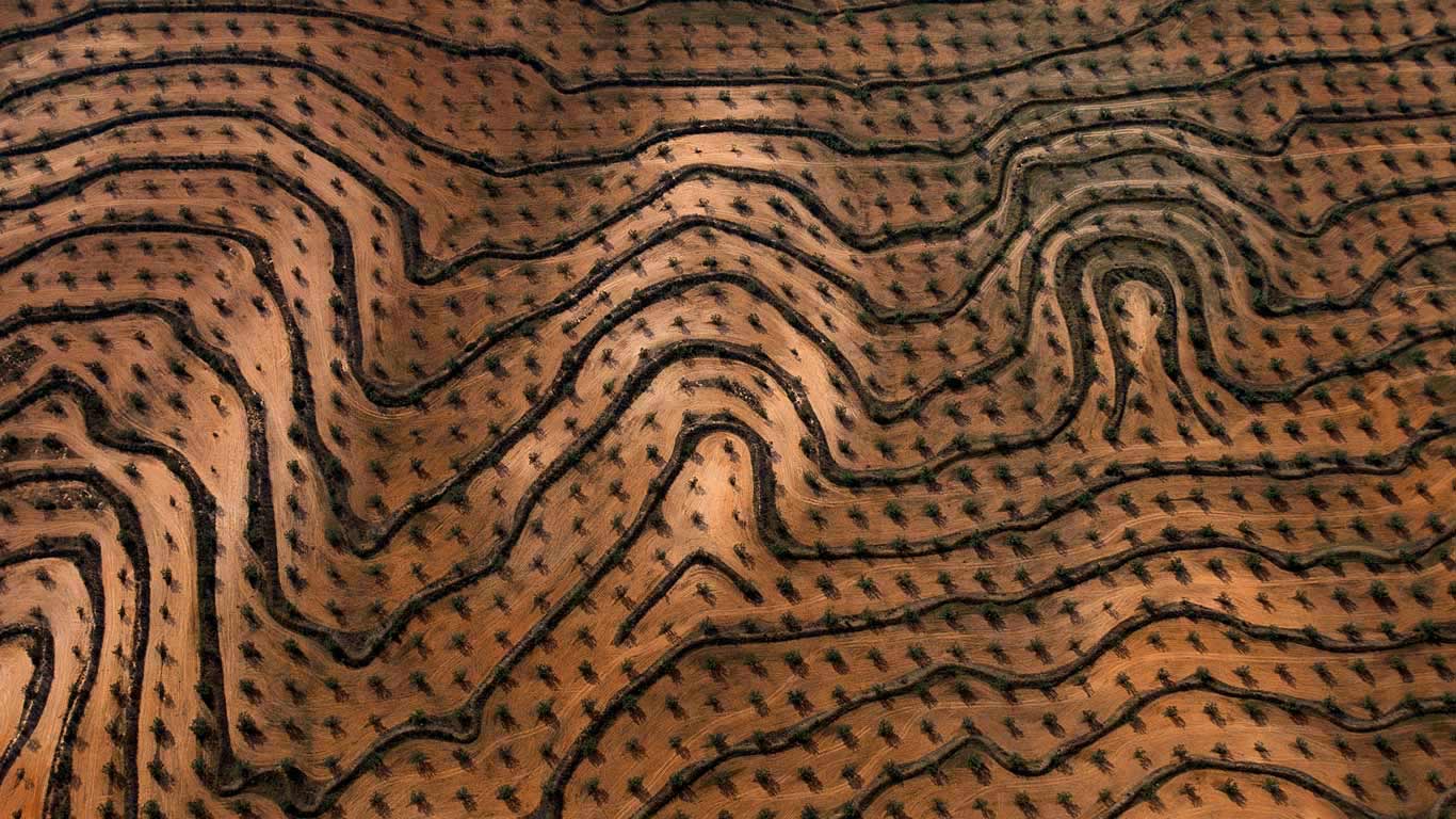 Newly planted olive groves, Zaghouan, Tunisia (© Yann Arthus-Bertrand/Getty Images)(Bing United Kingdom)