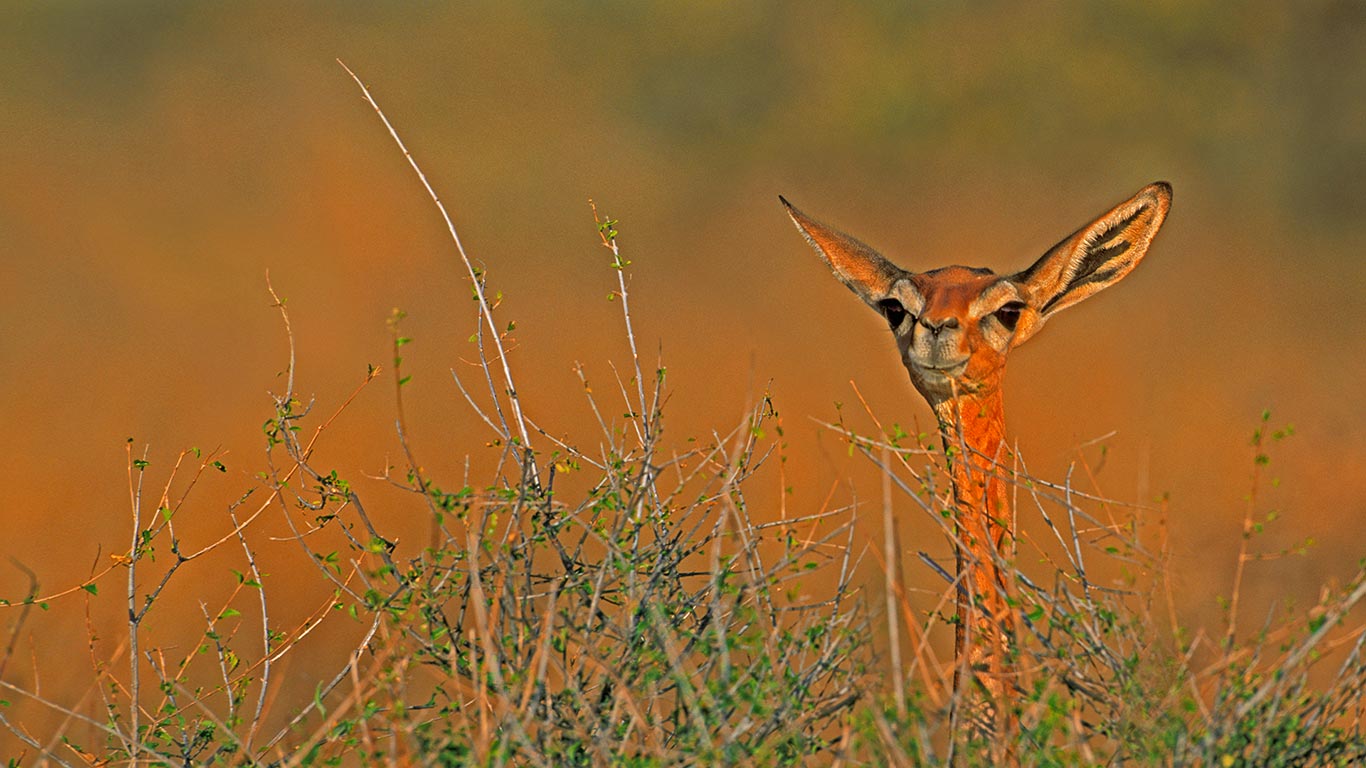 A gerenuk in Samburu National Reserve, Kenya (© Paul Souders/Aurora Photos)(Bing United Kingdom)