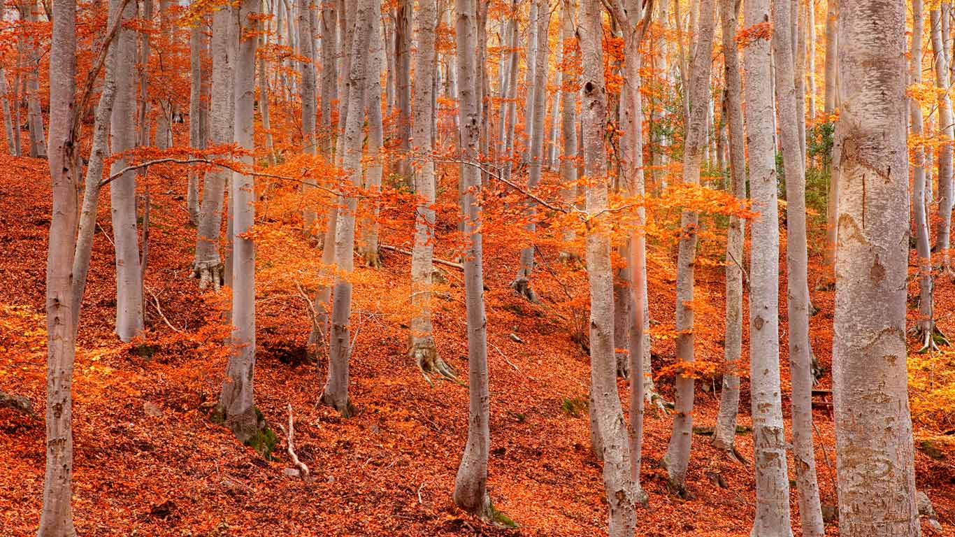 Dehesa de Moncayo Natural Park near Zaragoza, Spain (© David Santiago Garcia/Aurora Photos)(Bing United States)