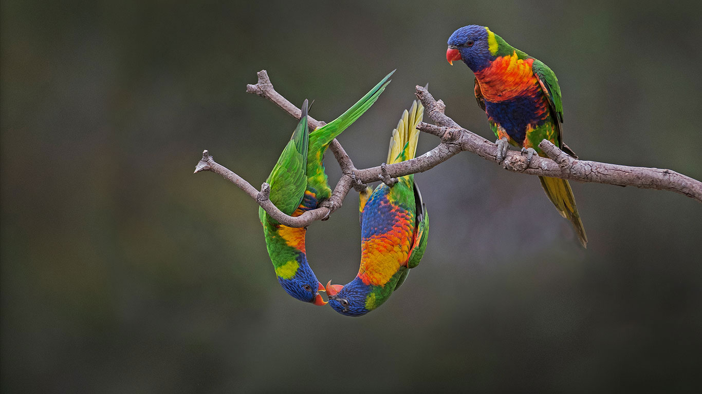 Rainbow lorikeets in Werribee, Australia (© Roger Powell/Minden Pictures)(Bing United Kingdom)