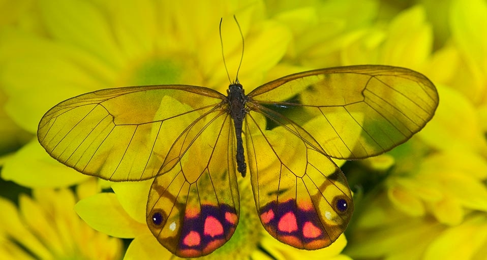 Butterfly on Flowers, Cithaerias merolina the Glass Wing Butterfly (© Darrell Gulin/DanitaDelimont.com) &copy; (Bing United Kingdom)