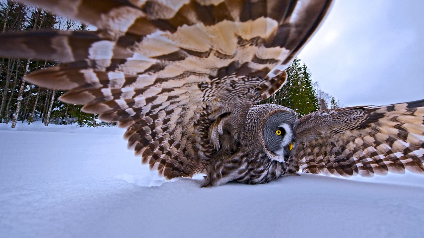 ｢カラフトフクロウ｣ (© Jan Vermeer/Minden Pictures)(Bing Japan)