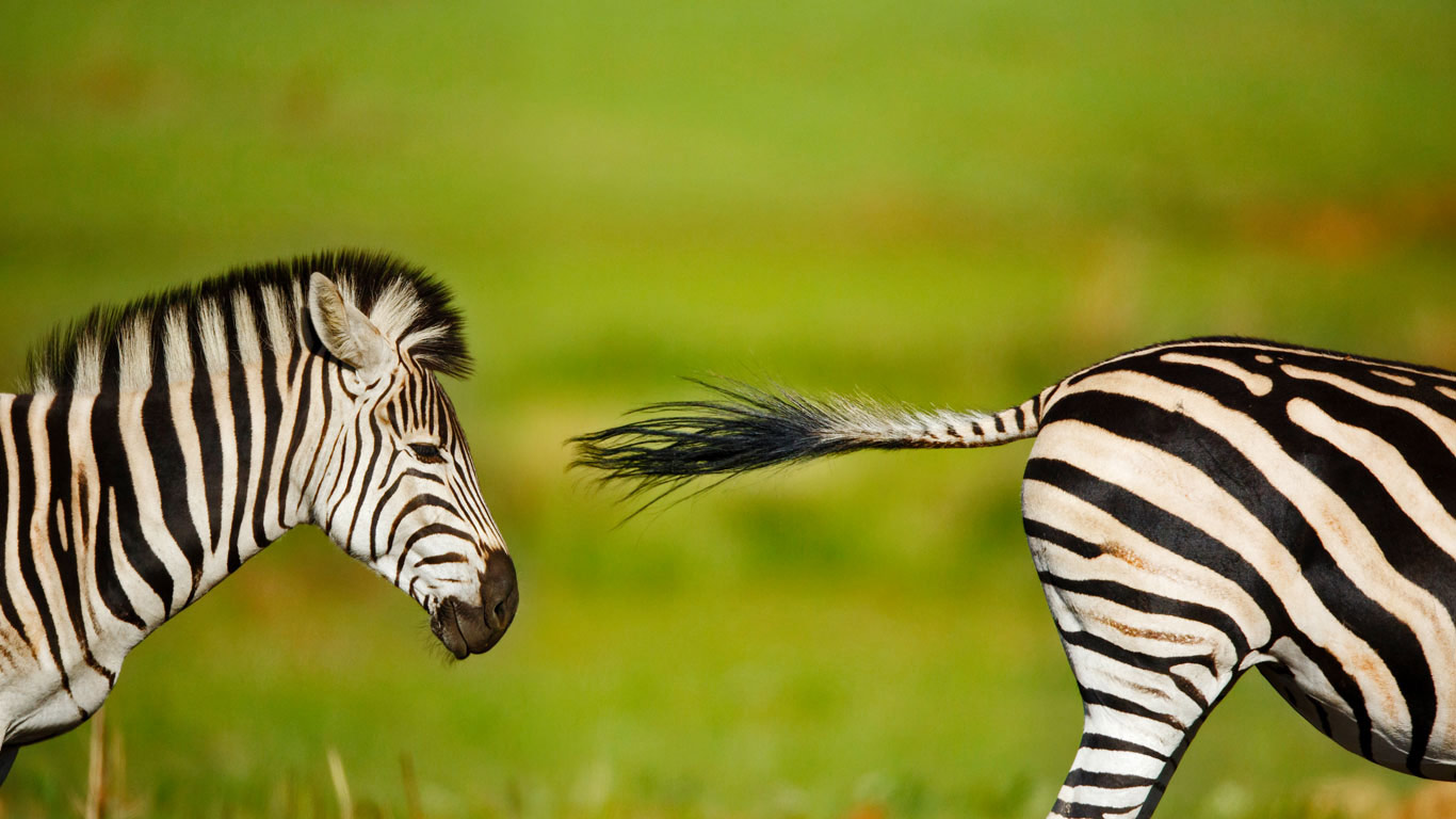 Ein Steppenzebra-Hengst jagt einen Rivalen, Naturschutzgebiet Rietvlei, Südafrika (© Richard Du Toit/Minden Pictures)(Bing Deutschland)