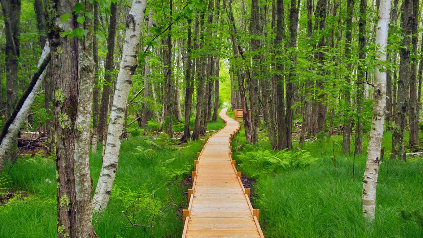 Jesup Path in Acadia National Park, Maine (© Pat & Chuck Blackley/Alamy)(Bing United States)