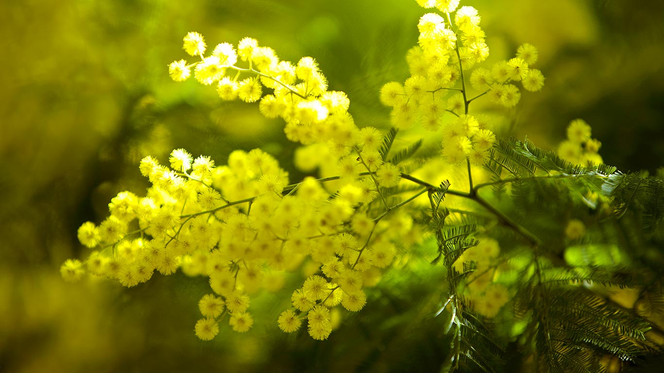 Branche de mimosa, Massif du Tanneron, Var, France (© MOIRENC Camille/hemis.fr/Getty Images)(Bing France)