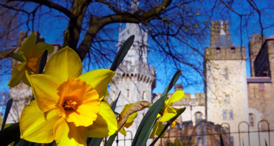 Daffodils in front of Cardiff Castle, Wales (© Exactostock/SuperStock) &copy; (Bing United Kingdom)