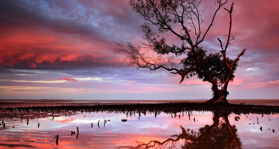 Sunset over tidal area in Brisbane mangrove tree (© visionandimagination.com / Getty Images) &copy; (Bing United Kingdom)