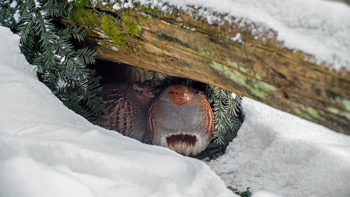 Ein Rebhuhn-Paar hat unter einem Baumstamm Schutz vor dem Schnee gesucht, Nationalpark Bayerischer Wald, Deutschland (© Philippe Clement/Minden Pictures)(Bing Deutschland)