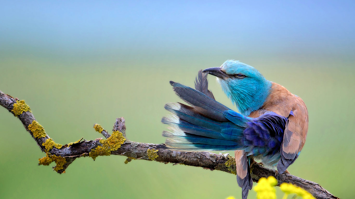 A European roller preening in Bulgaria (© Marion Vollborn/Minden Pictures)(Bing United Kingdom)