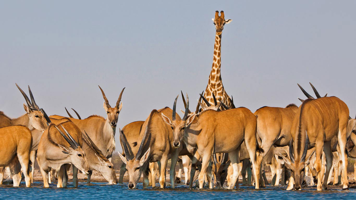 Eland antelope and giraffe at Etosha National Park, Namibia (© David Schultz/Mint Images/SuperStock)(Bing United Kingdom)