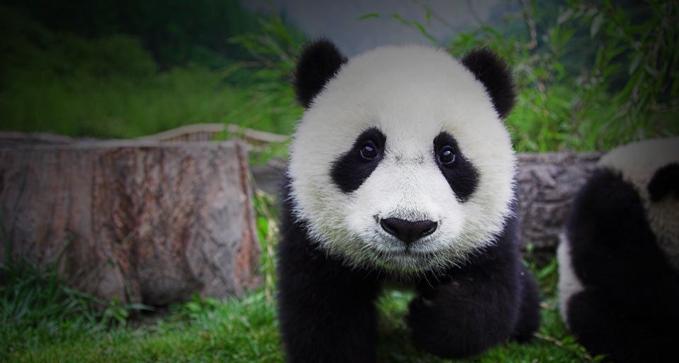 Baby panda, Wolong Panda Center, China -- Frank Lukasseck/Corbis &copy; (Bing Canada)