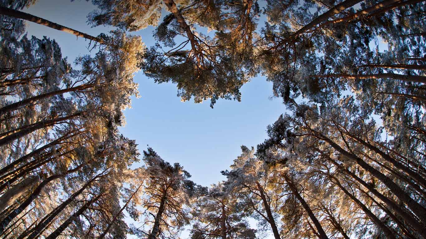 A heart-shaped opening in a canopy of Scots pines to celebrate National Tree Week (© Mark Hamblin/2020VISION/Minden Pictures)(Bing United Kingdom)