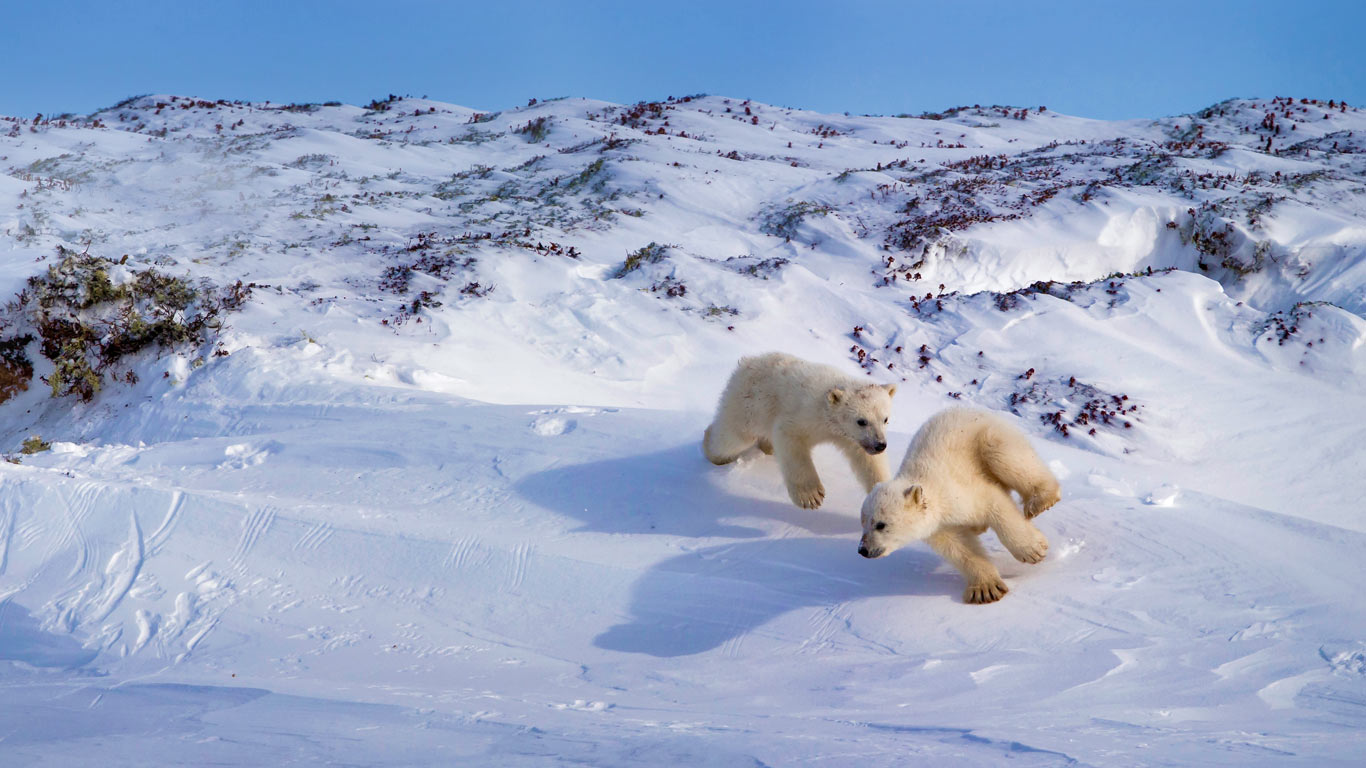 Polar bear cubs playing, Hudson Bay, Canada (© Meril D & Manon M/Minden Pictures)(Bing United Kingdom)