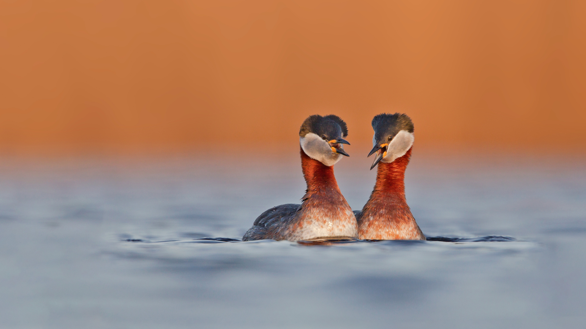 Red-necked grebes in Germany (© Edo van Uchelen/Minden Pictures)(Bing Canada)