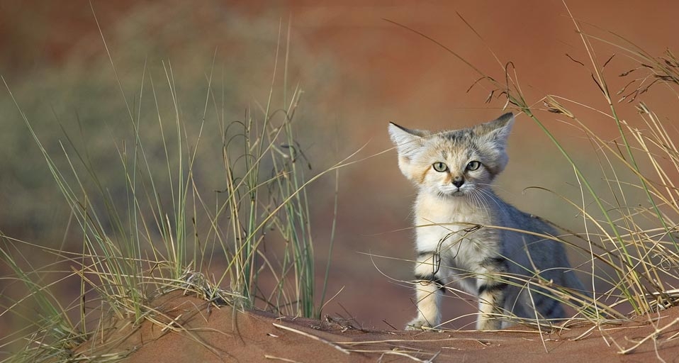 Young sand cat in United Arab Emirates -- Xavier Eichaker/Photolibrary &copy; (Bing United Kingdom)