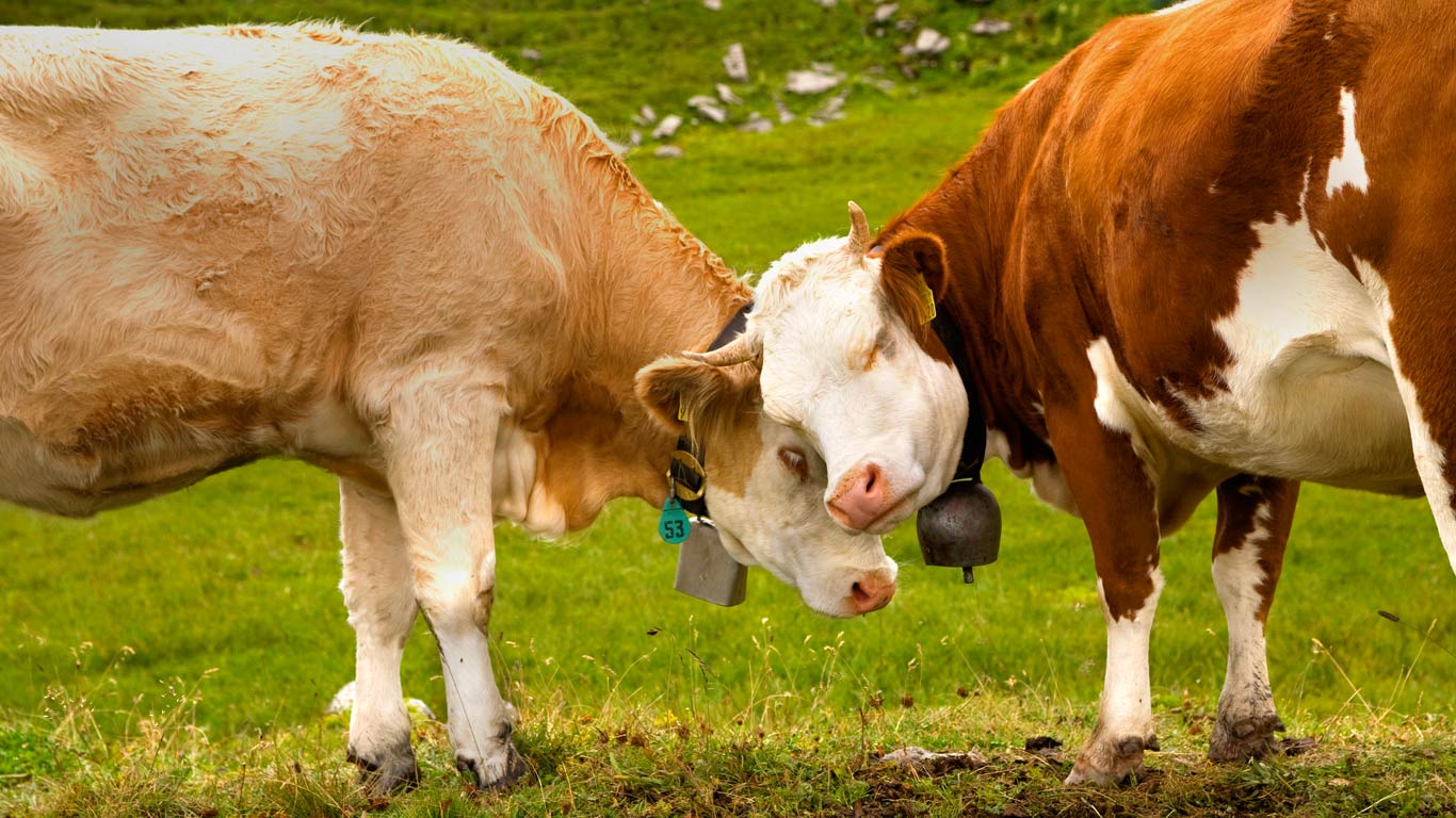 Cows in Thurgau, Switzerland (© plainpicture/Yabo)(Bing United Kingdom)