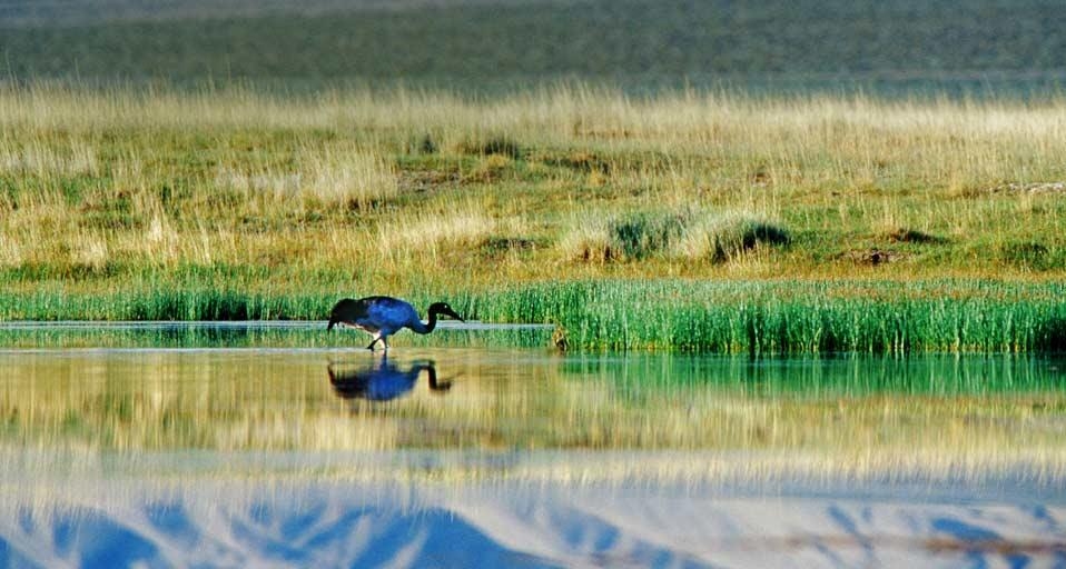 肃北盐池湾国家级自然保护区内的黑颈鹤 (© Ma Xiaobo Photography China/Corbis) &copy; (Bing China)
