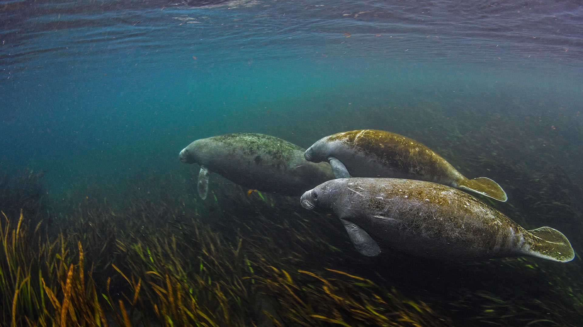 Manatees in the Ichetucknee River in Florida, USA (© Jennifer Adler/Alamy)(Bing United Kingdom)