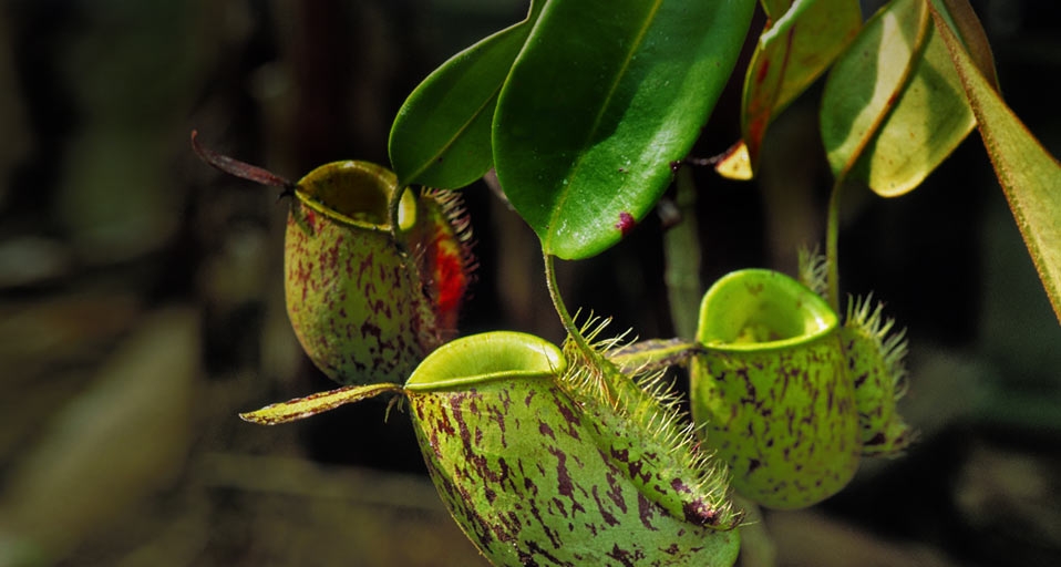 Carnivorous pitcher plants –Photolibrary/Corbis &copy; (Bing United Kingdom)