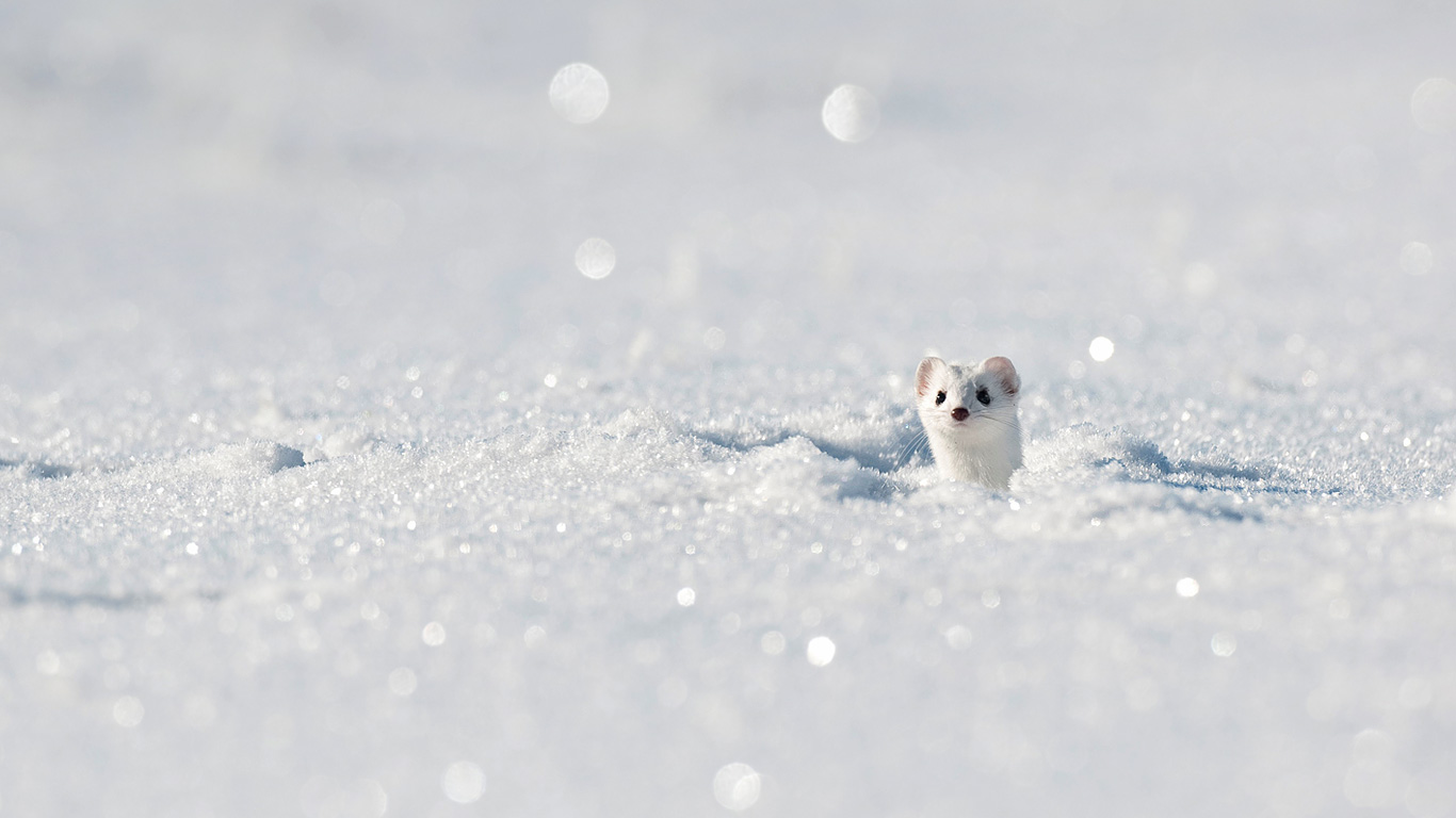 Stoat (aka ermine) in the Jura Mountains, France (© Biosphoto/SuperStock)(Bing Canada)
