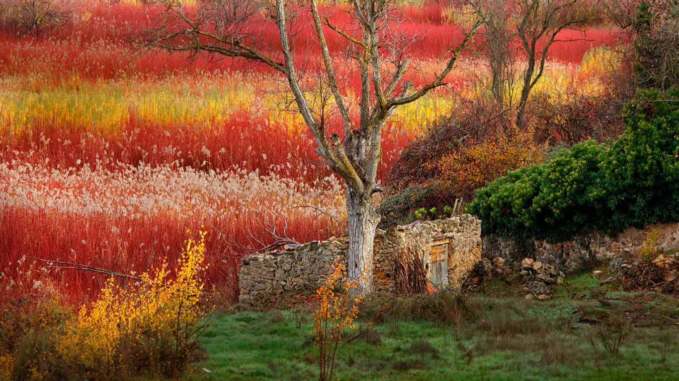 Wicker fields near Cuenca, Spain (© David Santiago Garcia/Aurora Photos)(Bing Canada)