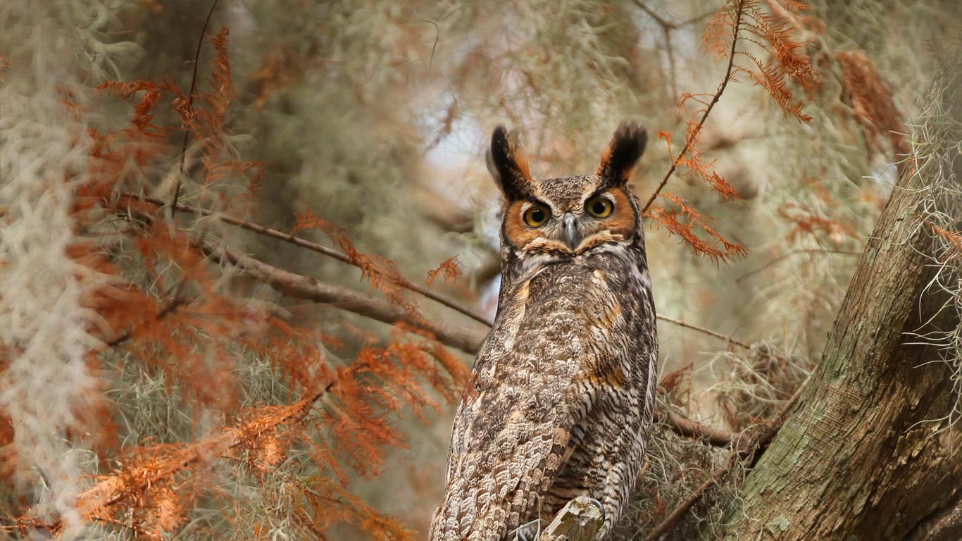 Great horned owl near Lake Tohopekaliga, Florida, USA (© Matthew Studebaker/Minden Pictures)(Bing United Kingdom)