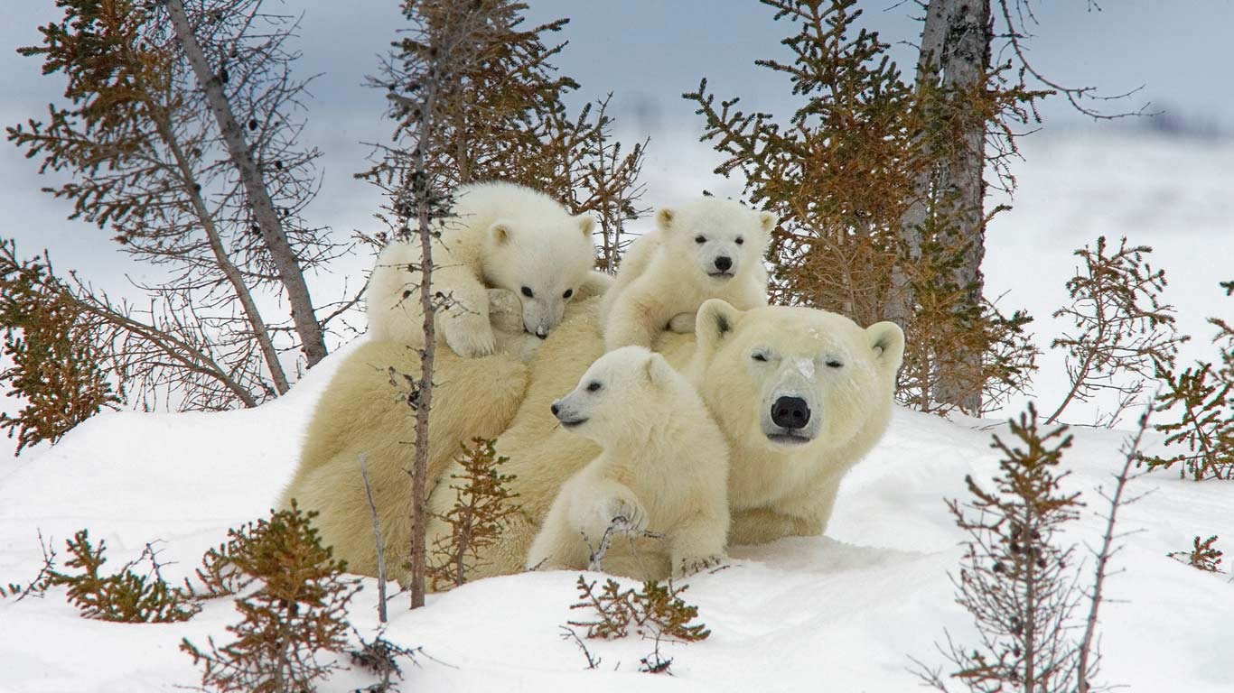 Mother polar bear and cubs in Manitoba’s Wapusk National Park, Canada (© Matthias Breiter/plainpicture)(Bing United Kingdom)