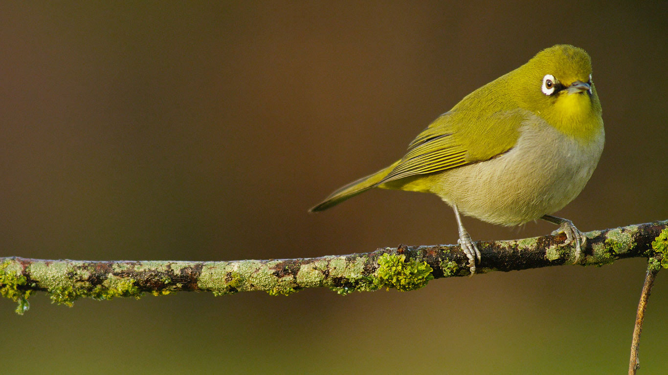 A Cape white-eye perched (© Rob Hofmeyr/Mammoth HD)(Bing United Kingdom)