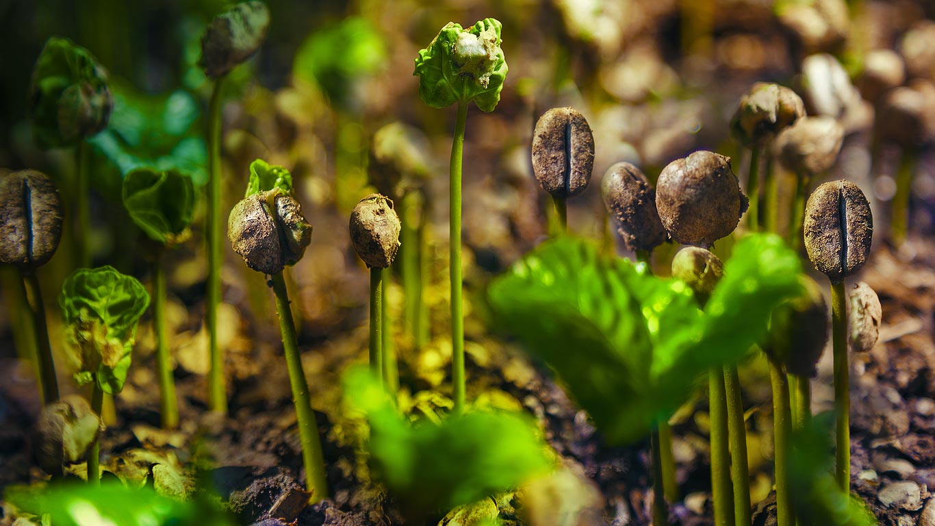 Coffee sprouts in Costa Rica (© Istvan Kadar Photography/Getty Images)(Bing United Kingdom)