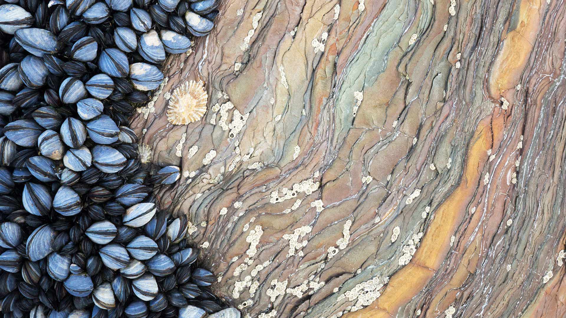 Colony of Common Mussels (Mytilus edulis) growing on striated rock formation exposed at low tide. Cornwall, England. (© Alex Hyde/Minden Pictures)(Bing United Kingdom)