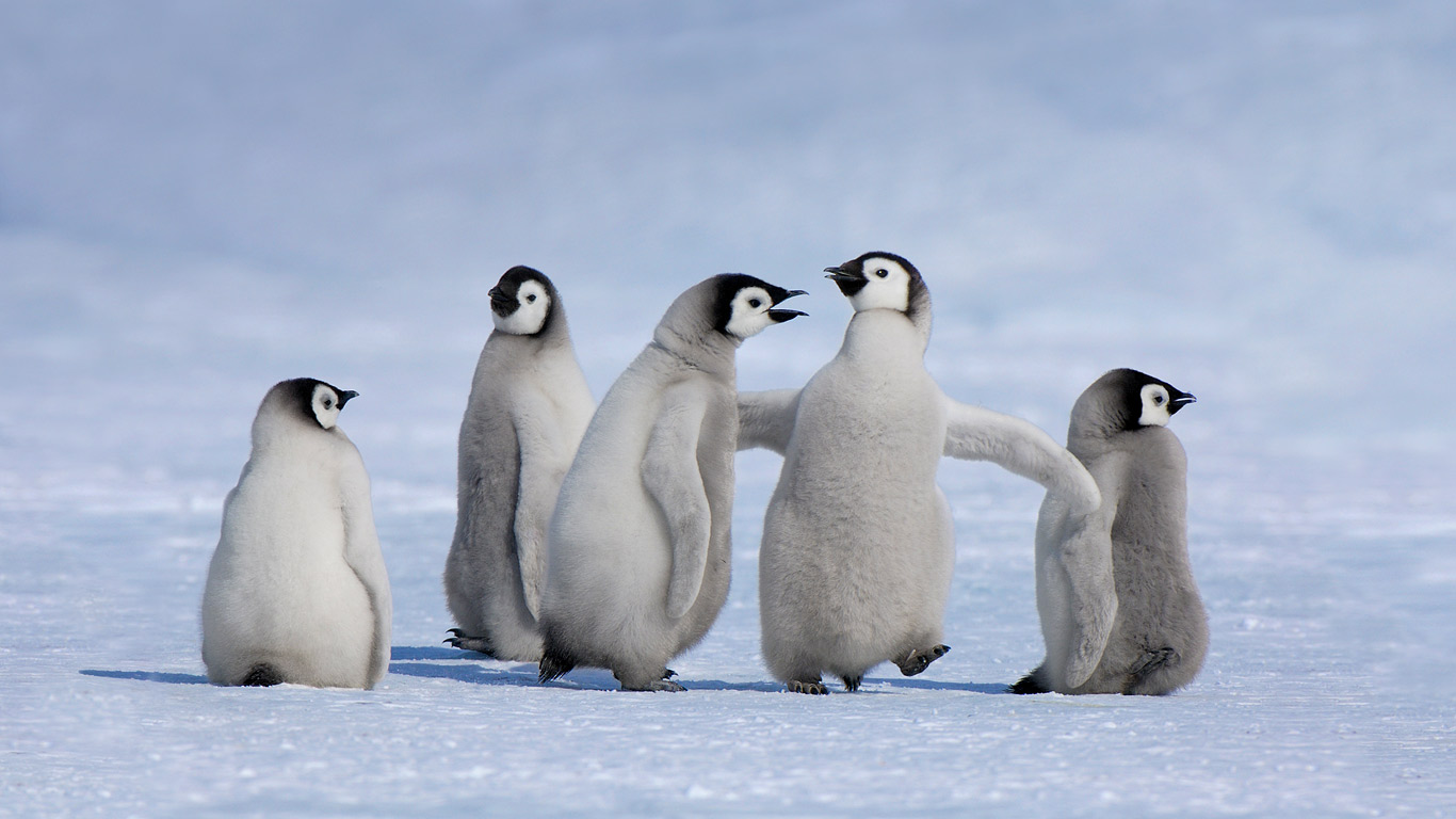 Emperor penguin chicks in Antarctica (© Jan Vermeer/Minden Pictures)(Bing United Kingdom)