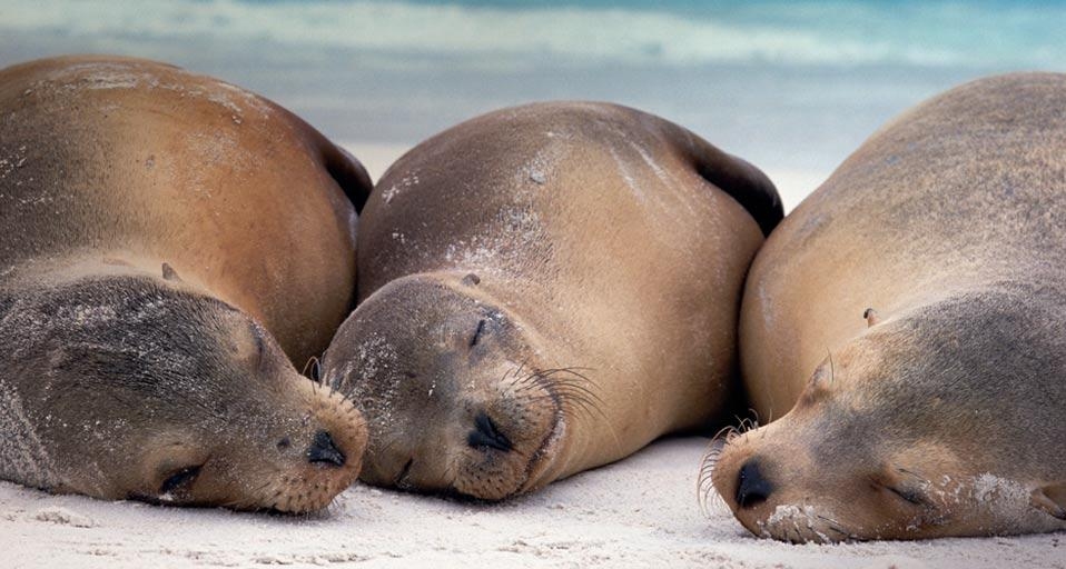 Galápagos sea lions rest on Española Island in the Galápagos Islands, Ecuador (© Michio Hoshino/Getty Images) &copy; (Bing United Kingdom)