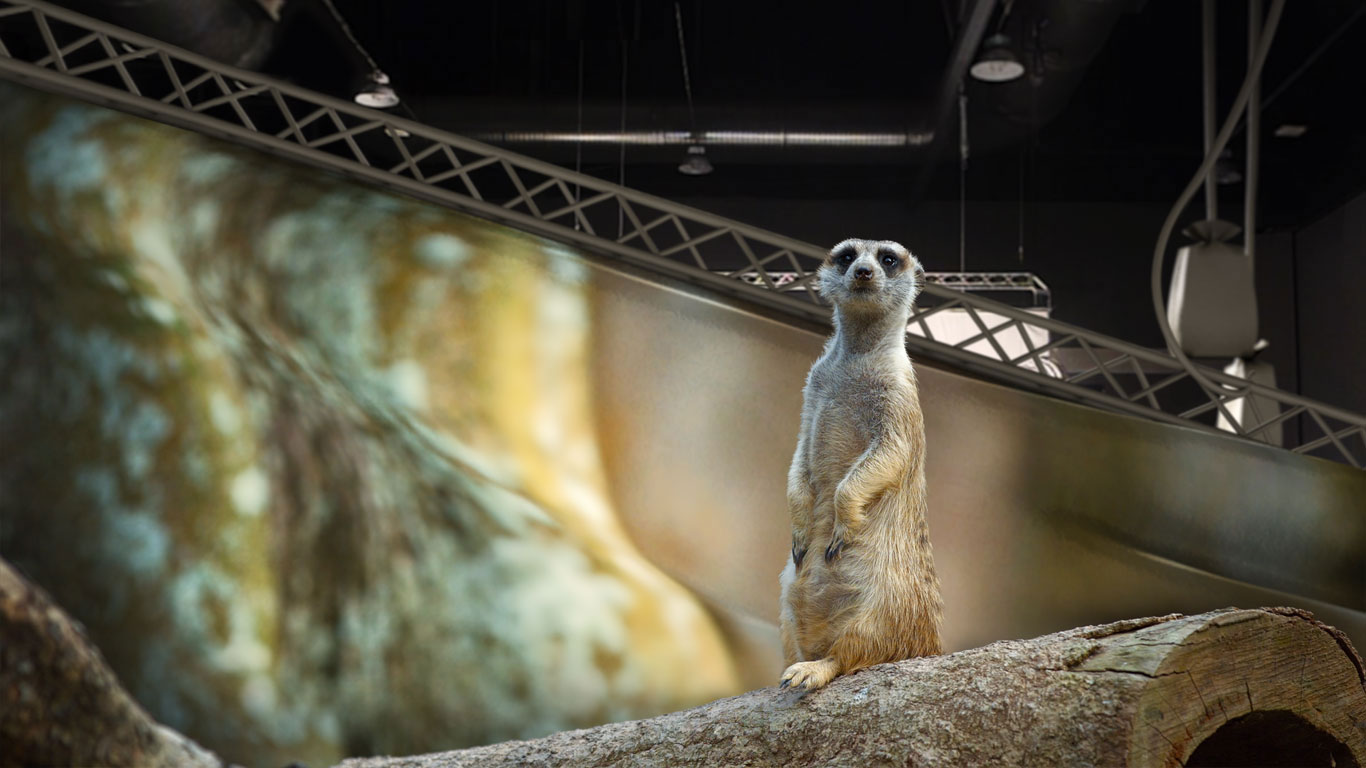 A meerkat in its natural environment (© pzAxe/Shutterstock)(Bing United Kingdom)