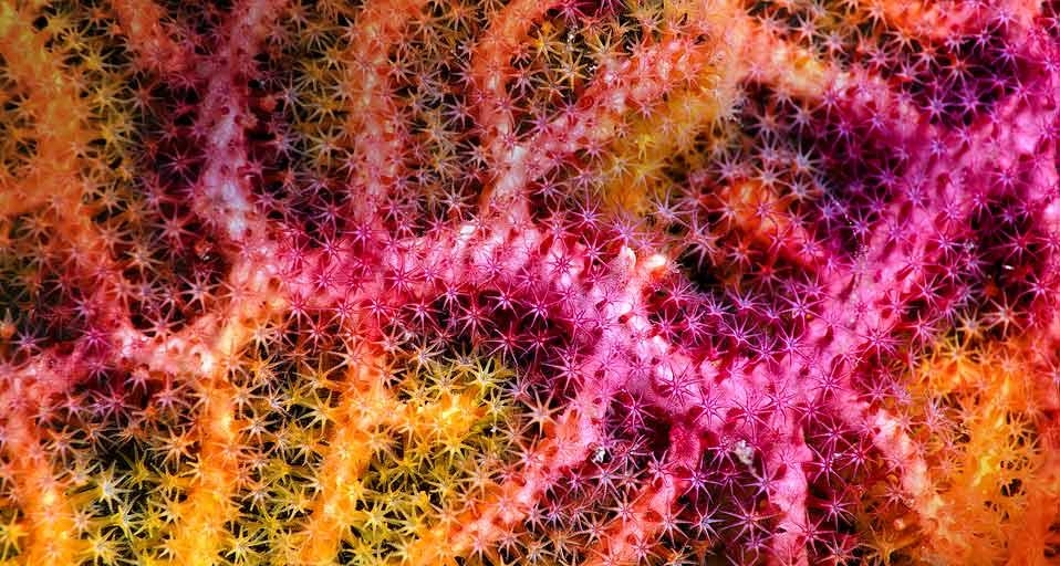 Close up of a colorful sea fan off Raja Ampat Islands, West Papua, Indonesia (© Matthew Oldfield Underwater Photography/Alamy) &copy; (Bing United Kingdom)