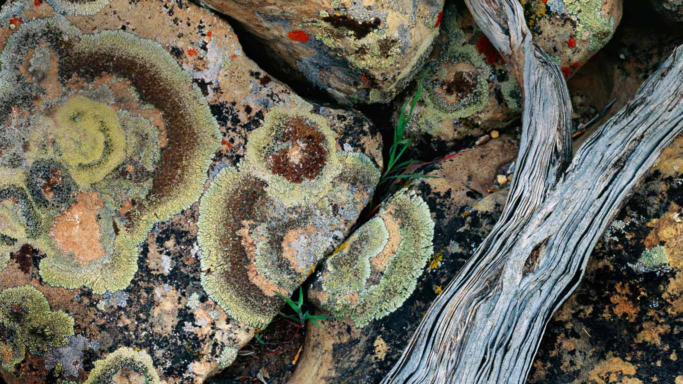 Lichen on rocks, Desolation Canyon, Utah, USA (© Carr Clifton/Minden Pictures)(Bing United Kingdom)