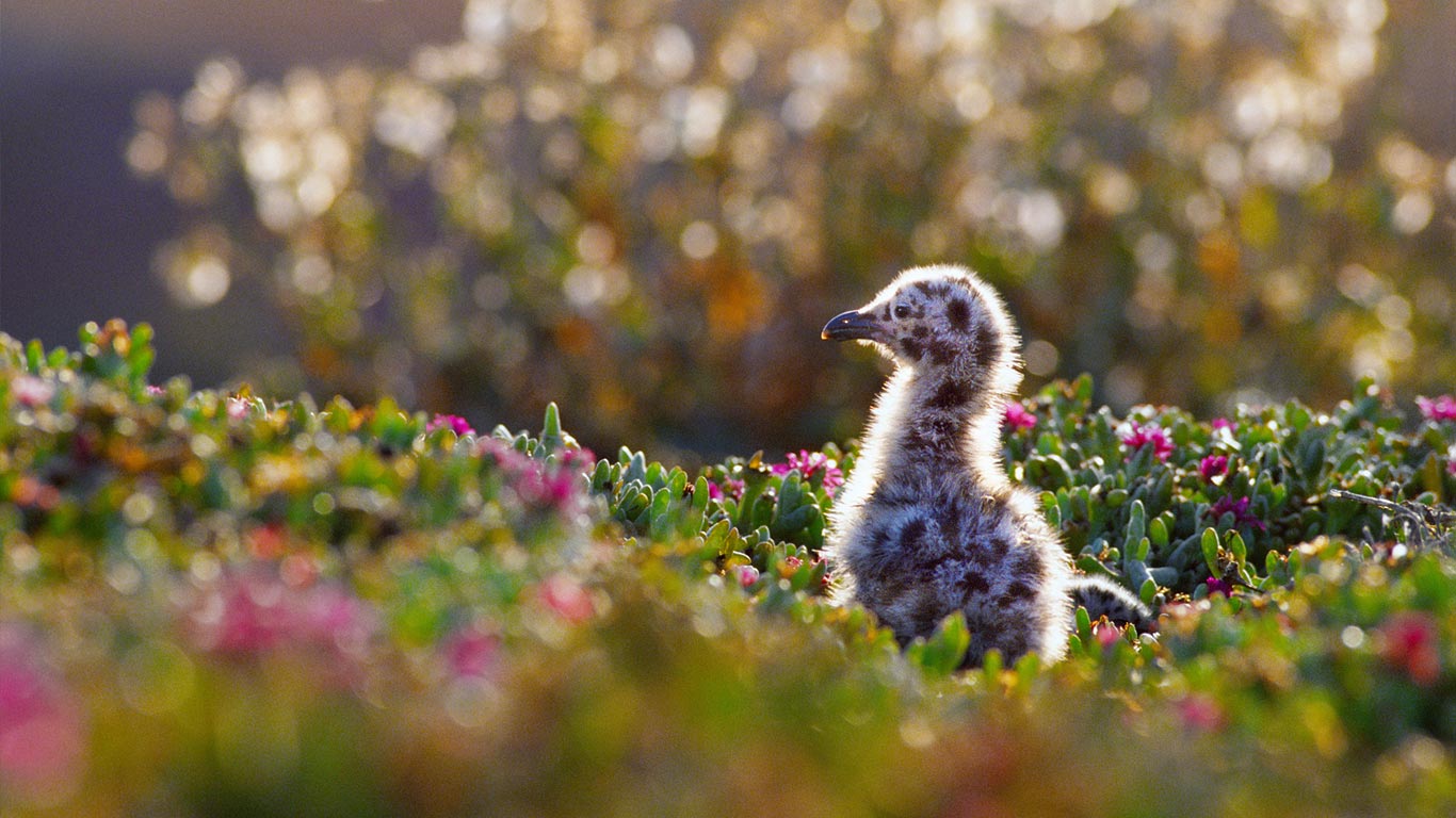 Western gull chick in Channel Islands National Park, California (© George H.H. Huey/Alamy)(Bing United Kingdom)