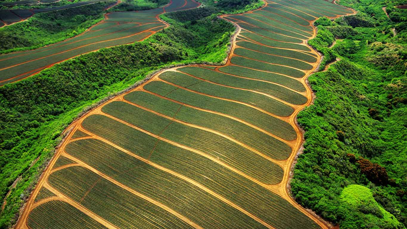 Pineapple fields in Maui, Hawaii (© Pacific Stock - Design Pics/SuperStock)(Bing Canada)