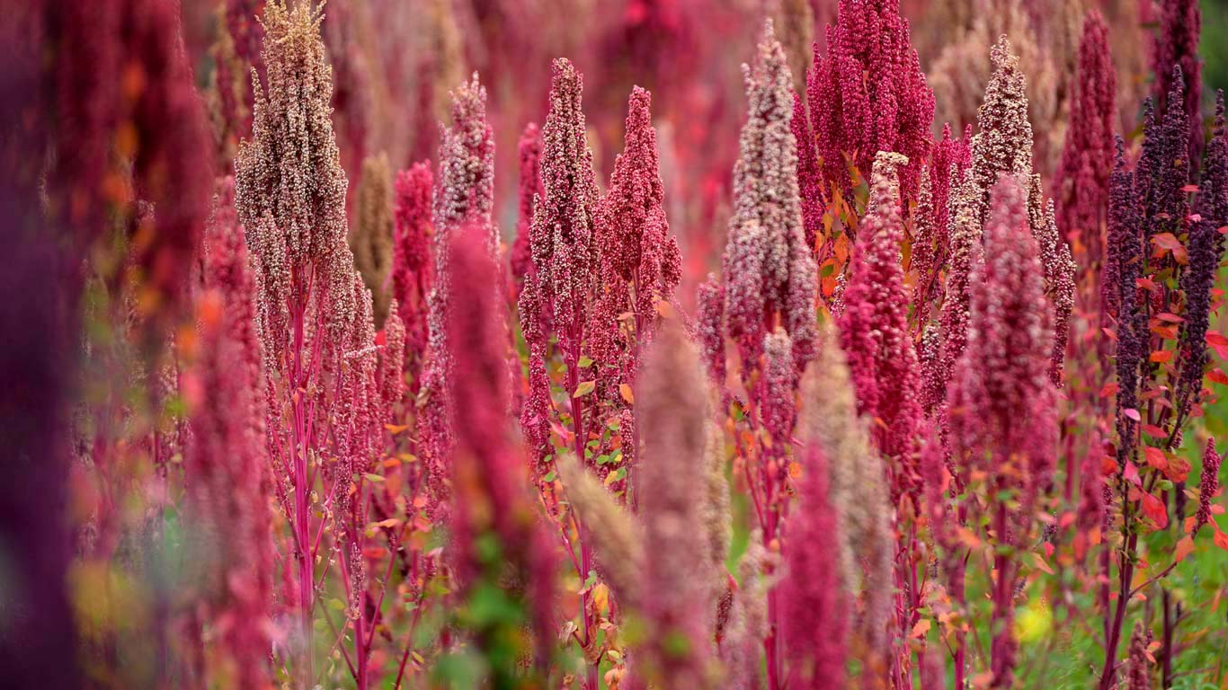 Quinoa plants in Peru (© Westend61 GmbH/Alamy)(Bing Canada)