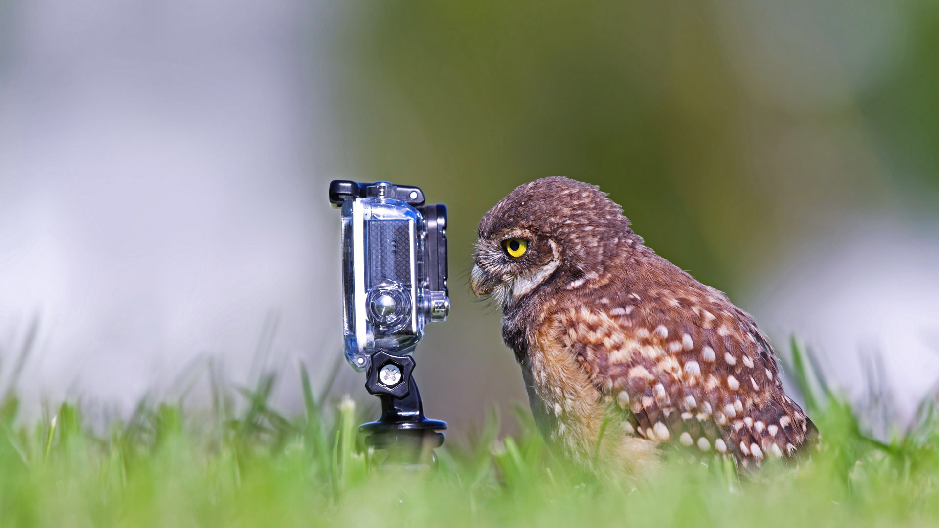 Burrowing owlet posing in Cape Coral, Florida, USA (© mlorenzphotography/Getty Images)(Bing United Kingdom)
