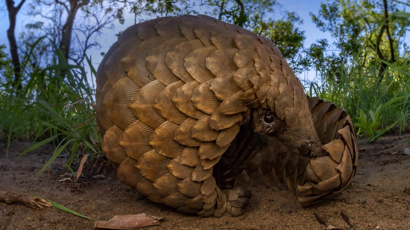 Ground pangolin at Gorongosa National Park, Mozambique (© Jen Guyton/Minden Pictures)(Bing Canada)