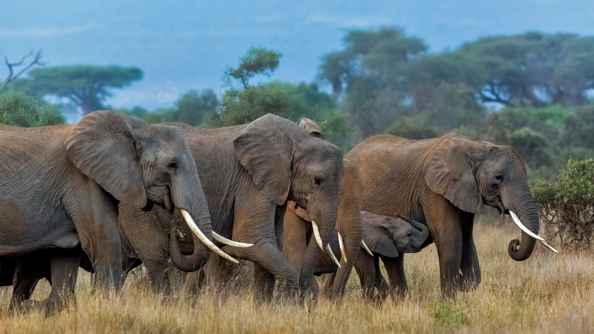 Herd of African elephants in Amboseli National Park, Kenya (© Susan Portnoy/Shutterstock)(Bing Canada)