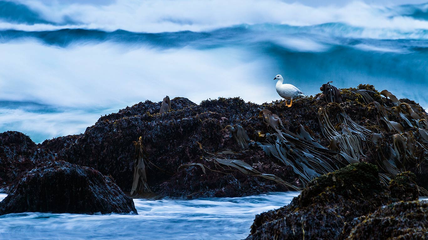 Kelp goose on Cole-Cole Beach, Chiloé National Park, Chiloé Island, Chile (© SIME/eStock Photo)(Bing United Kingdom)