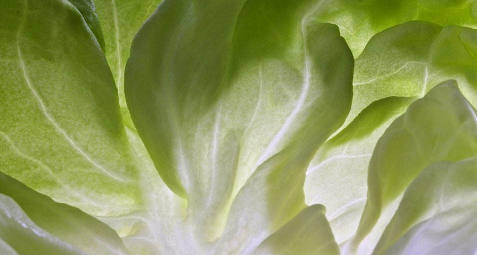 Lettuce leaf (© Sonja Krebs/age fotostock) &copy; (Bing Canada)