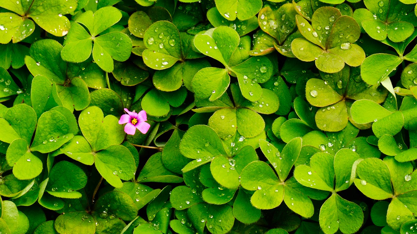 【今日白露】盛开着粉红色花的三叶草 (© Sam Bloomberg-Rissman/Moment/Getty Images)(Bing China)