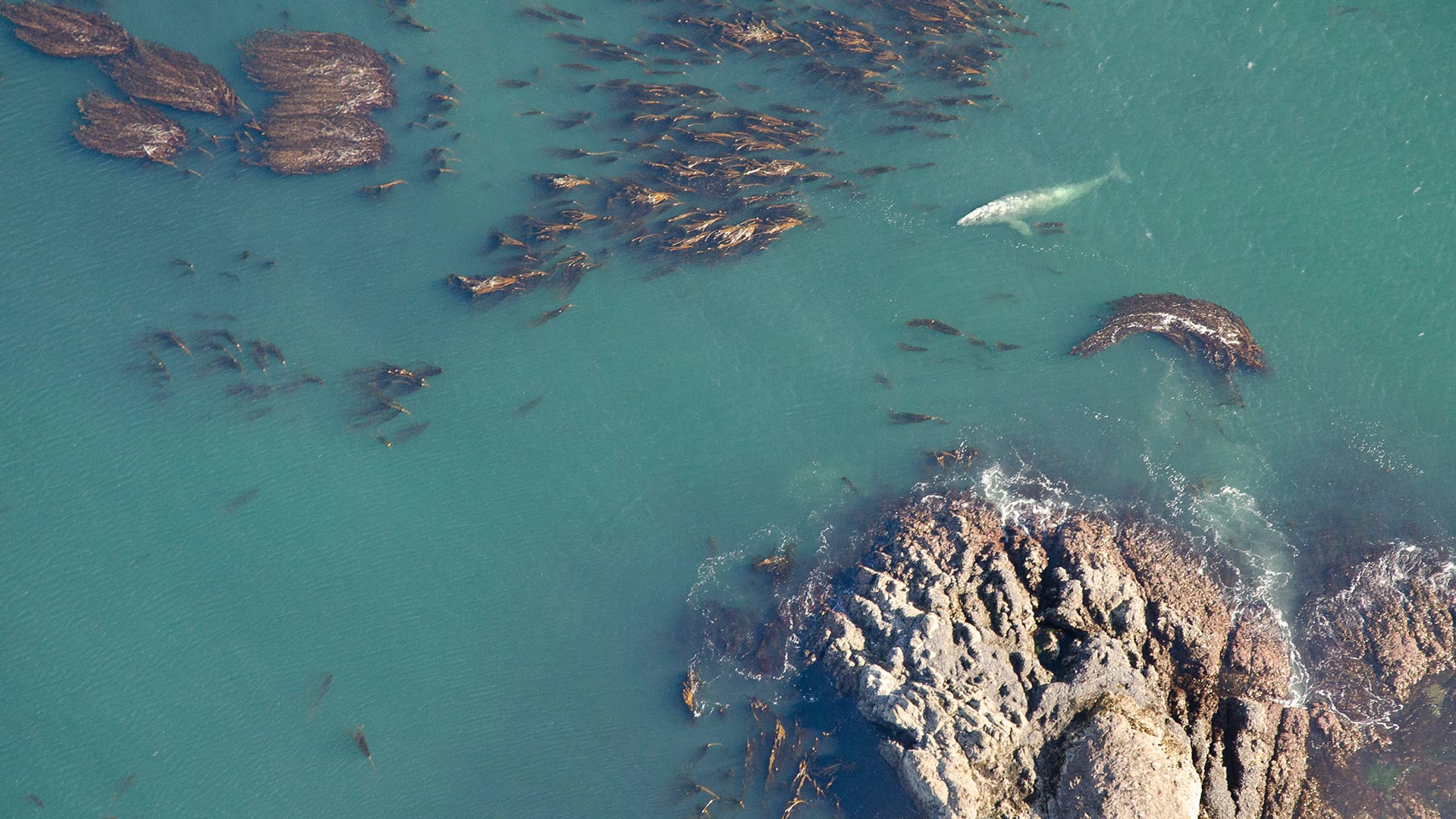 Aerial shot of grey whale (Eschrichtius robustus) at the surface among bull kelp in Vancouver (© Bertie Gregory/Minden Pictures)(Bing Canada)