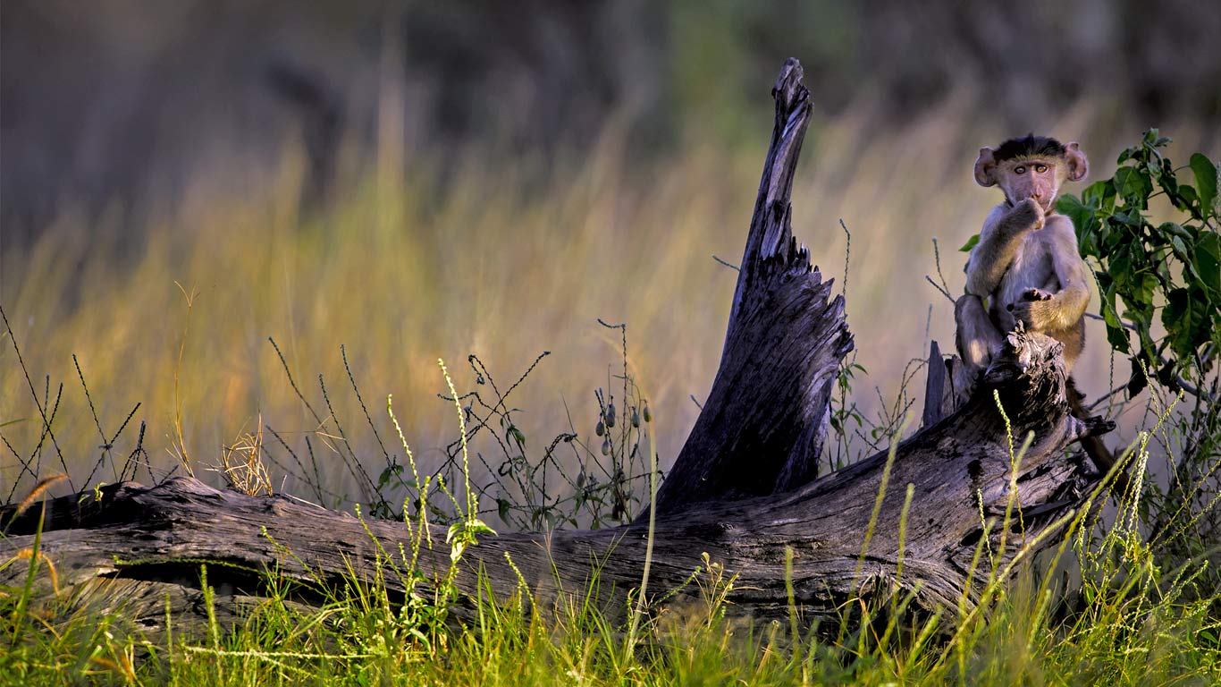 Young chacma baboon in Moremi Game Reserve, Okavango Delta, Botswana (© Chris Schmid/Aurora Photos/Offset)(Bing Canada)