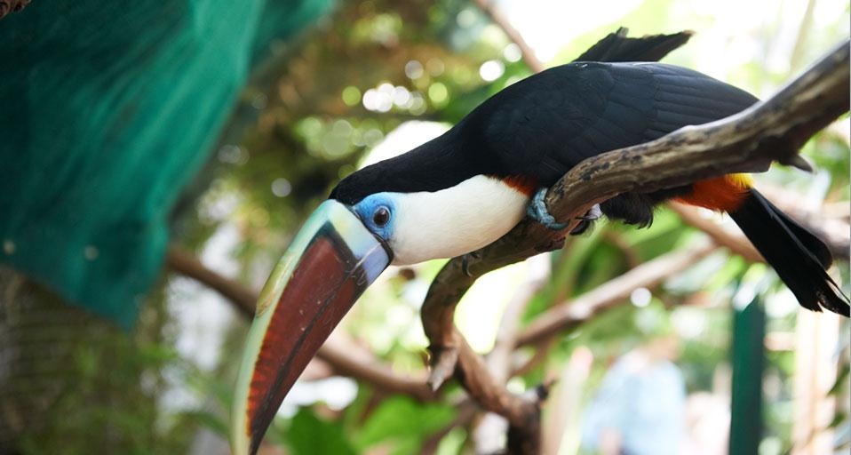Toucan photographed at The Living Rainforest, Hampstead Norris, England, as part of Bing Help Your Britain &copy; (Bing United Kingdom)