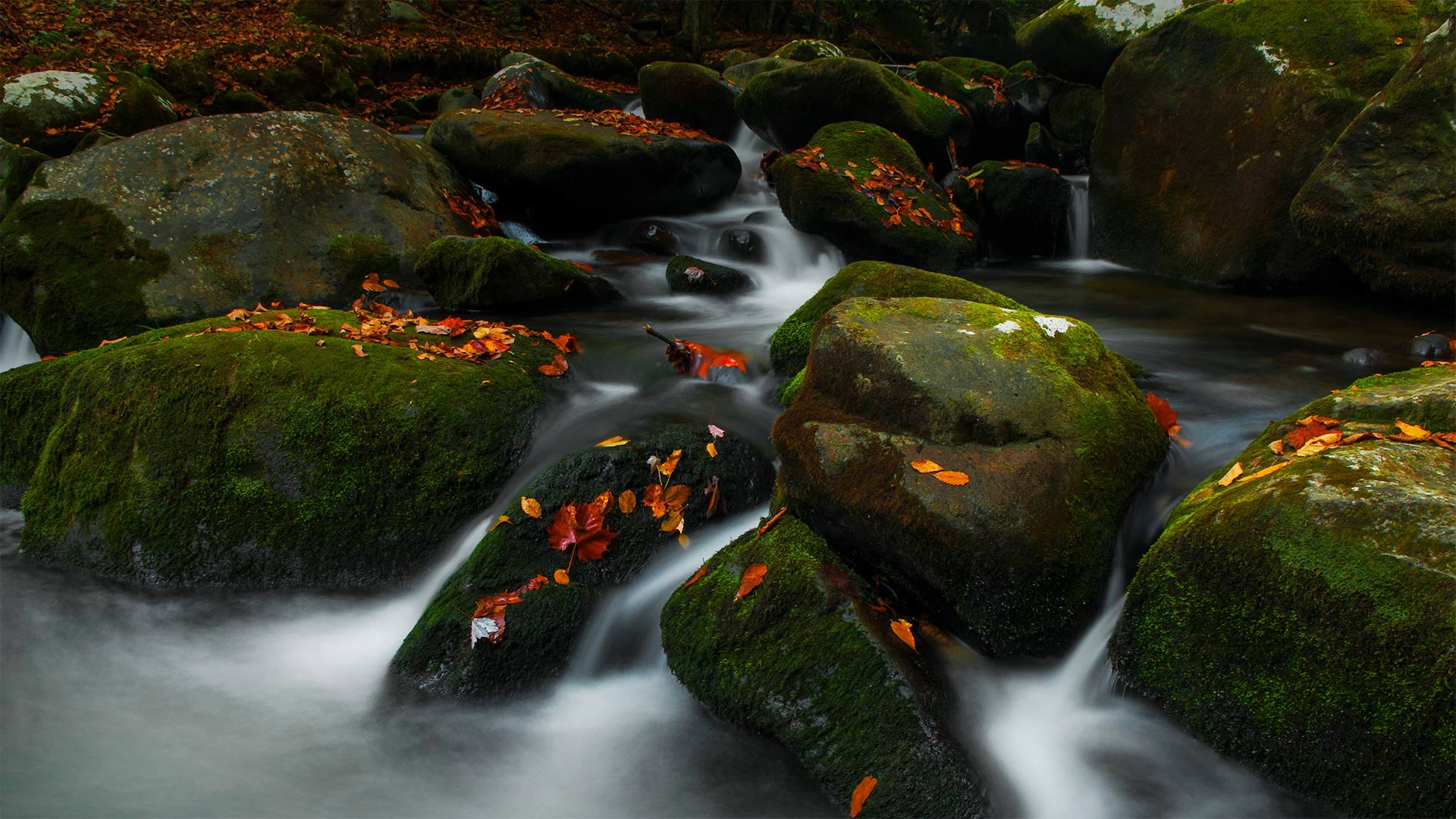 Roaring Fork dans le parc national des Great Smoky Mountains, Tennessee, États-Unis (© Bernie Kasper/Getty Images)(Bing France)
