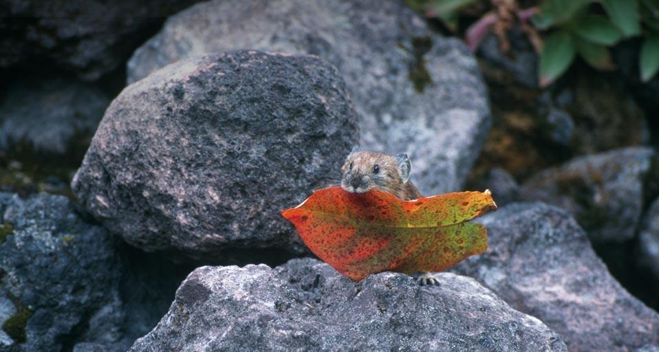 ｢エゾナキウサギ｣北海道, 美瑛 (© Datacraft/UIG/ageFOTOSTOCK) &copy; (Bing Japan)