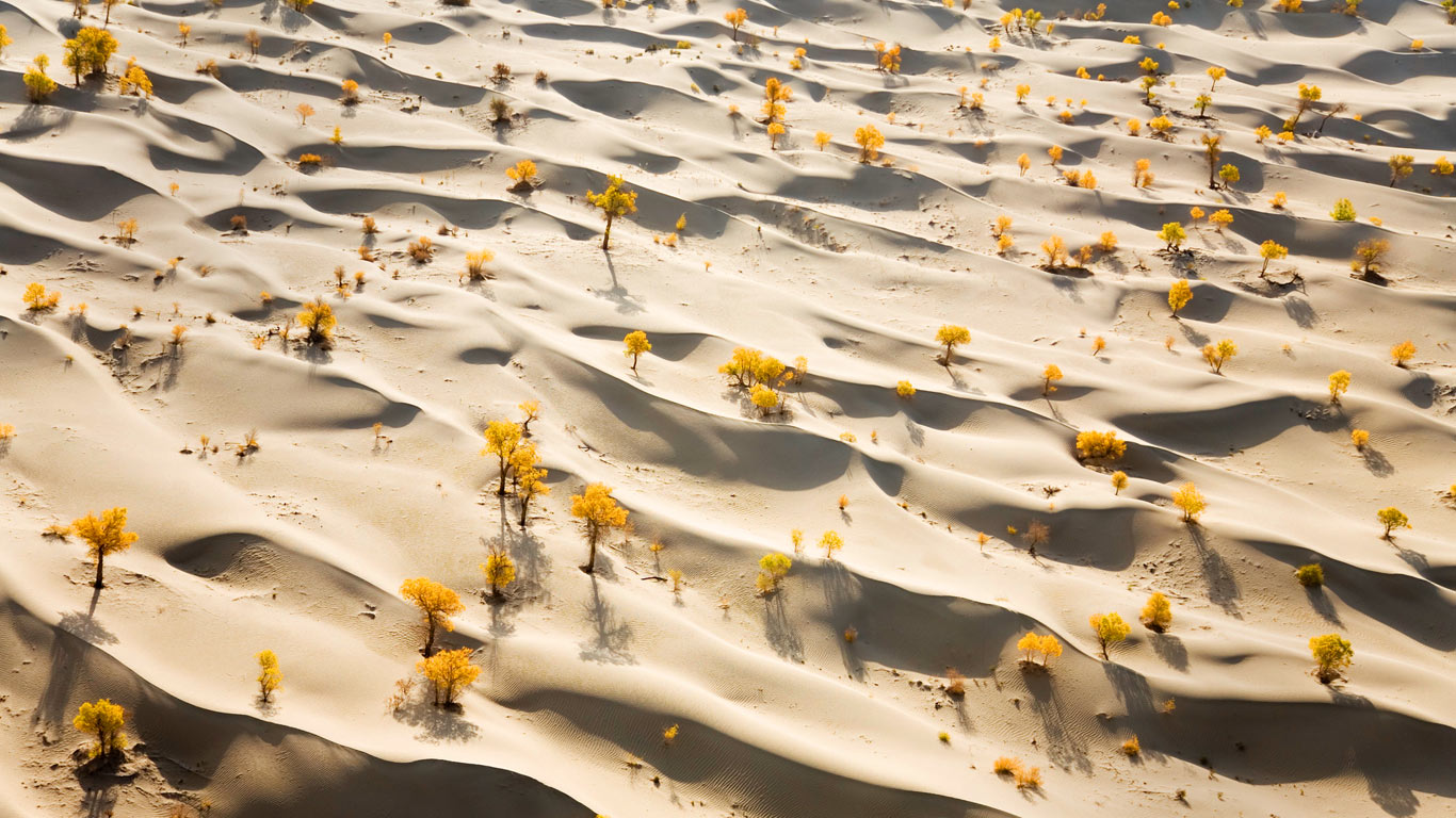 Sand dunes and yellow populus diversifolia trees along the lower part of the Talimu River, China (© George Steinmetz/Corbis)(Bing Canada)
